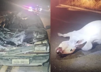 Colisão entre carro e animal deixa idoso morto e criança ferida na BR-132 no Piauí