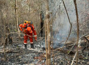 Corpo de Bombeiros realiza operação de combate a incêndio florestal na cidade de Ribeiro Gonçalves