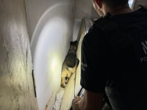 Polícia Civil deflagra operação e prende seis pessoas por tráfico de drogas em Teresina